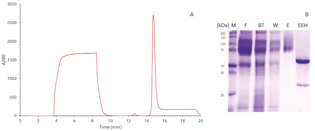 Optimal IMAC system with IDA and pH 8 for purification of p-CAE; A) Chromatogramm 280nm, B) SDS page (M - marker, F - filtrate, BT - breakthrough, W - wash, E - eluat, EEH - eluat treated with Endo H)