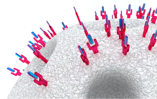Purification of p-coumaric acid esterase by immobilized metal ion affinity chromatography