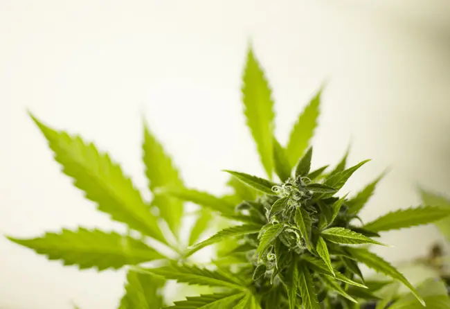 Analyzing cannabis flowers according to the German Pharmacopeia –monograph 2018