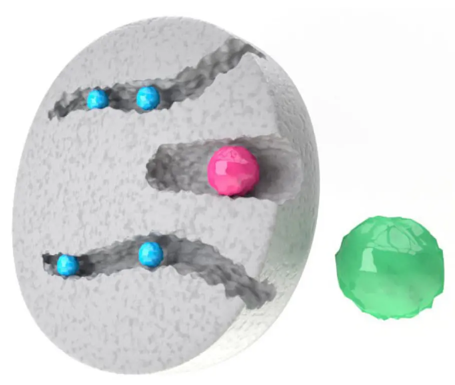 Principle of size exclusion chromatography