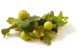 Quantitative determination of gallic acid and tannic acid from gallnut extract