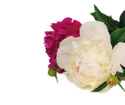 HPLC fingerprinting for the comparison of Radix paeonia alba and Radix paeonia rubra