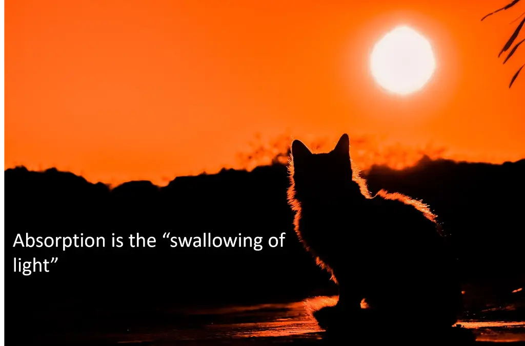 Figure 10: The cat actually absorbs all the light, but its outline still lets us know that there’s a fluffy cat sitting there. In HPLC, a[SD5.1] molecule’s light absorption also tells us a great deal about its identity.