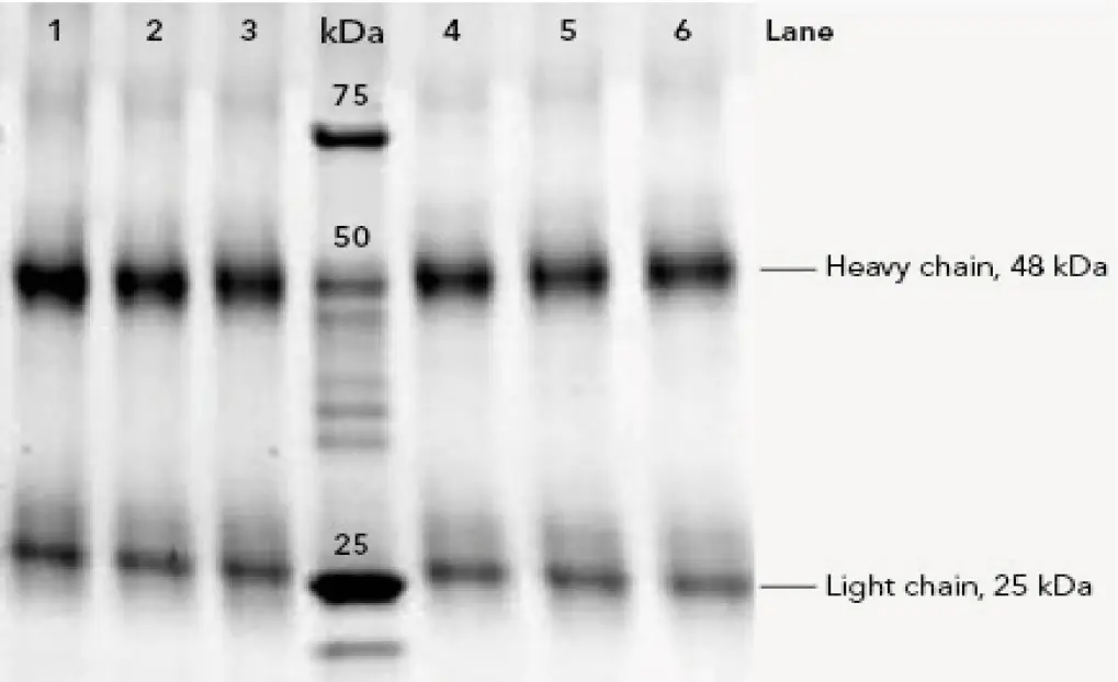 Fig. A1 SDS Page of the eluted IgG from human plasma; Lanes 1 – 3 IgG (4 µg) purified from three runs with the Sepapure Protein A FF column; Marker (10 µL) in kDa; Lanes 4-6 IgG (4 µg) puri-fied from three runs with the vendor x column