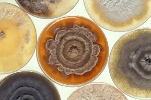 Alternaria alternata – determination of main metabolites