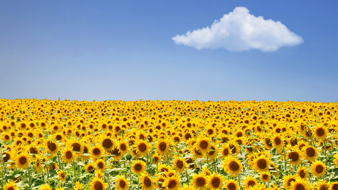 Sun flowers under a blue sky