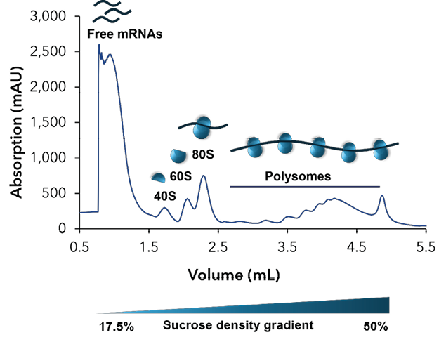 Reliable Polysome Profiling with FPLC