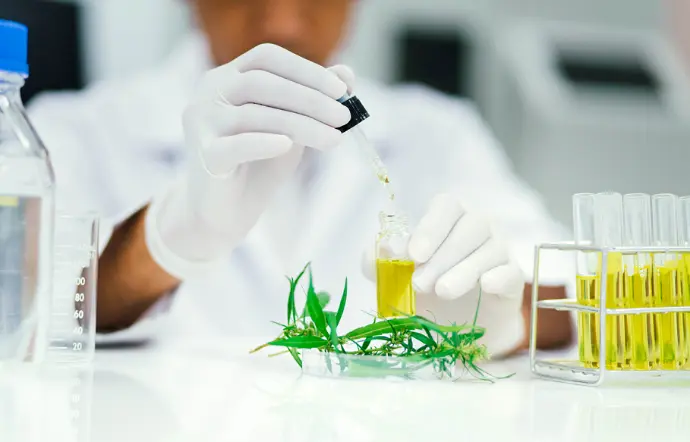 Development of an SMB process for the purification of CBD from a CBD-rich cannabis extract