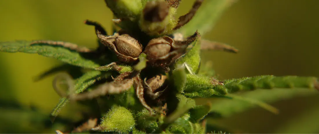 Hemp Plant Close Up