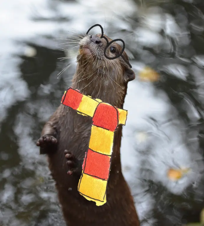 Meet Harry Otter, the hero of my science slam story. Please avoid TFA in your eluents to keep his river clean! 