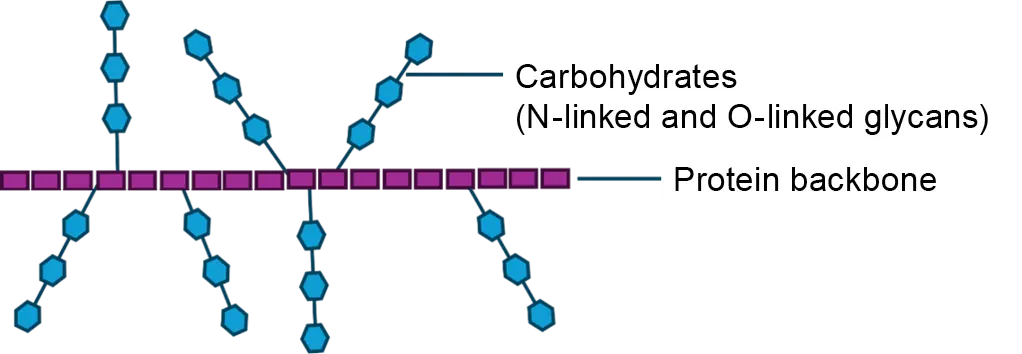 Model of the glycoprotein structure of mucins