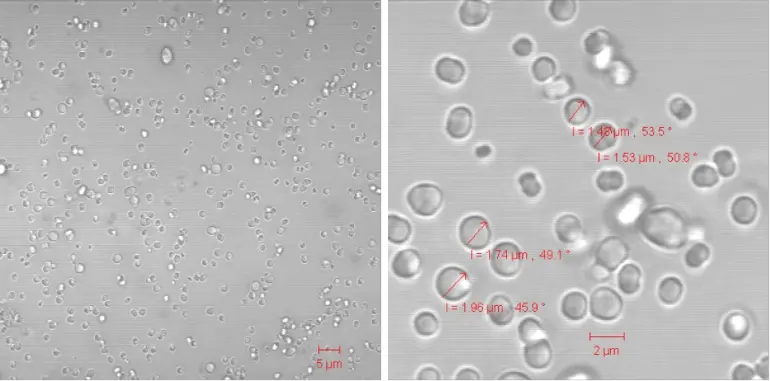Fig. 2 CLSM images of Hb-MnCO3 hybrid particles produced with KNAUER IJM # 5. Flow rate of MnCl2-Hb/dextran-Na2CO3: 10 ml/min, HSA: 30 ml/min. Dextran final concentration before dilution with HSA: 2 %. Particle sizes range between 1–2 µm.