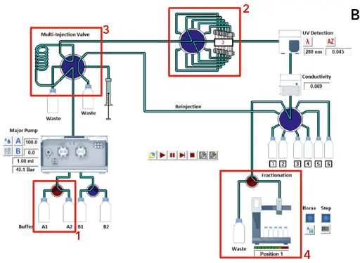 Desalting method. Time control file of desalting method (A). Visualization of AZURA Bio Lab system in basic set up (B). Desalting method. Time control file of desalting method (A). Visualization of AZURA Bio Lab system in basic set up (B).