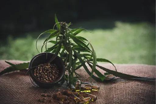 Purification of cannabidiol from CBD oil by preparative HPLC Purification of cannabidiol from CBD oil by preparative HPLC