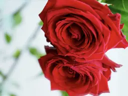 Chiral column screening for enantioseparation of α-ionone Chiral column screening for enantioseparation of α-ionone