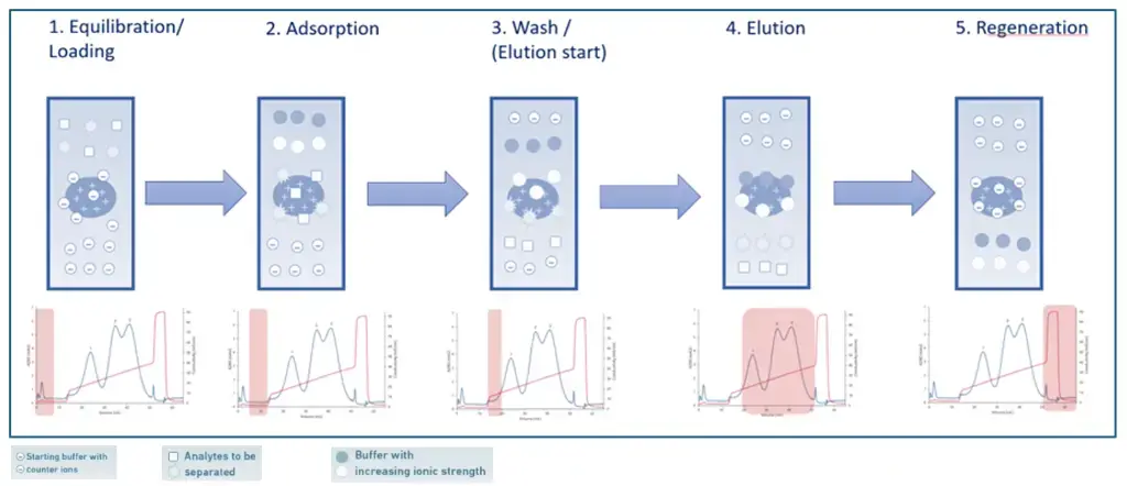Five steps of IEX procedure (in blue), outlined using an example chromatogram (in red)