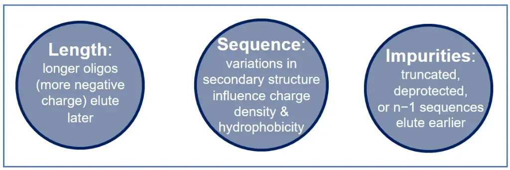 The elution profile of oligonucleotides is influenced
