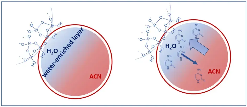 Hydrophilic Partitioning on Water-enriched Layer