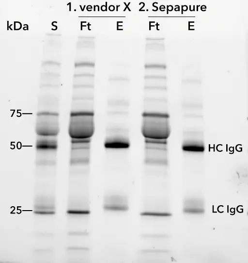 SDS-PAGE at different purification steps