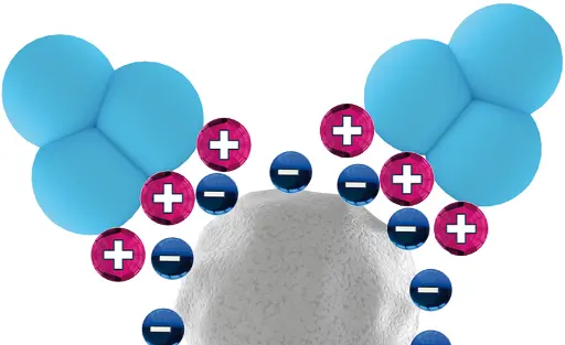 Principle of cation exchange chromatography Principle of cation exchange chromatography