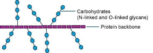 Model of the glycoprotein structure of mucins