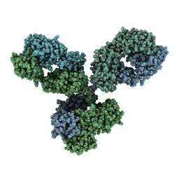 Automated two step purification of mouse antibody IgG1