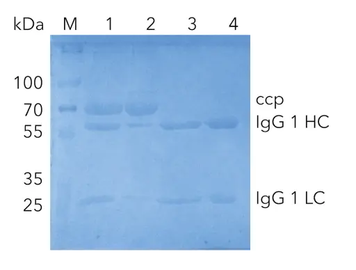 Fig. 3 SDS-PAGE of IgG1 at different purification steps; M) Marker in kDa; 1) cell culture supernatant; 2) flow through; 3) pure IgG1 after elution from protein A column; 4) pure IgG1 after desalting column; ccp cell culture proteins; IgG1 HC (heavy chain); IgG1 LC (light chain)