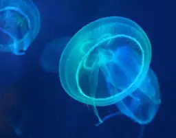 Automated two step purification of 6xHis-tagged GFP