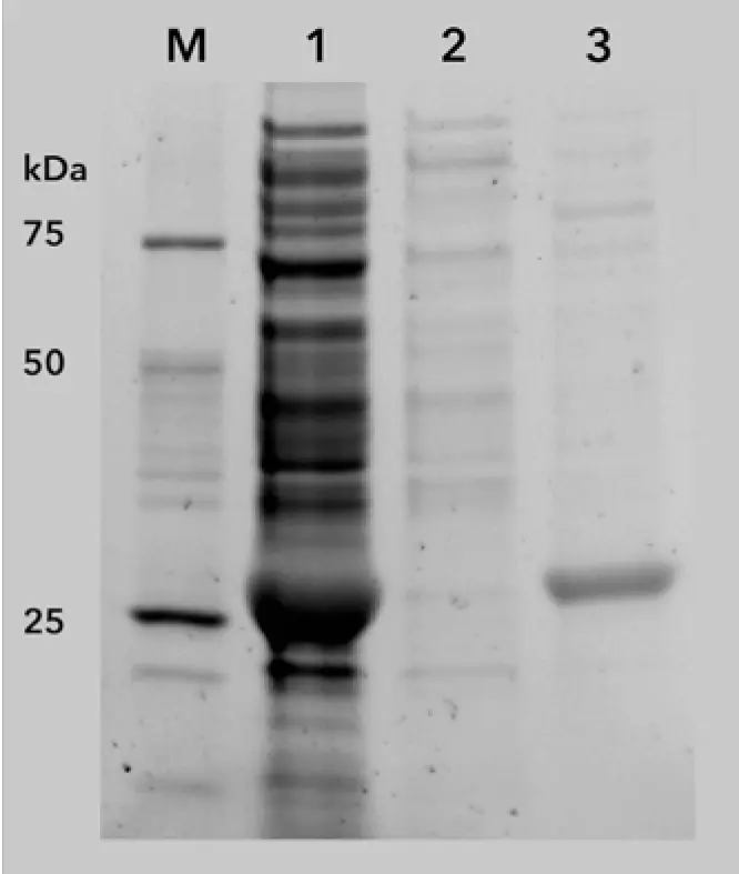 Fig. 3 SDS-PAGE of two-step 6xHis-GFP purification. M – marker; 1) lysate before purification; 2) flow through; 3) eluted 6xHis-GFP (27 kDa) after two-step purification.