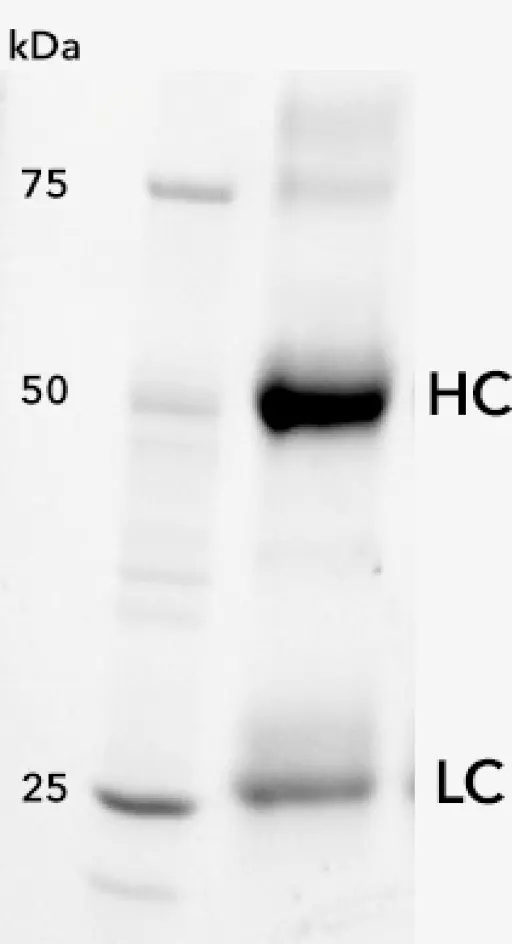Fig. 2 SDS PAGE antibody purification, marker (kDa), HC - Heavy chain LC - Light chain