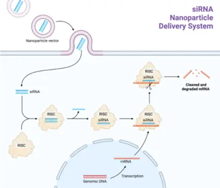 Right: Schematic representation of the siRNA mechanism of action. Right: Schematic representation of the siRNA mechanism of action.