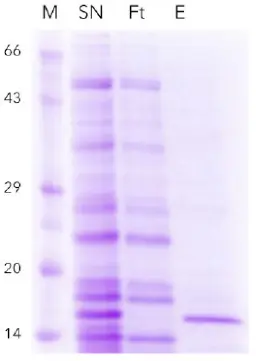 Fig. 2 SDS-PAGE of SOx purification,M) marker, SN) supernatant with overexpressed protein Ft) flow through, E) elutedprotein (purified SOx protein ~15 kDa) Fig. 2 SDS-PAGE of SOx purification,M) marker, SN) supernatant with overexpressed protein Ft) flow through, E) elutedprotein (purified SOx protein ~15 kDa)