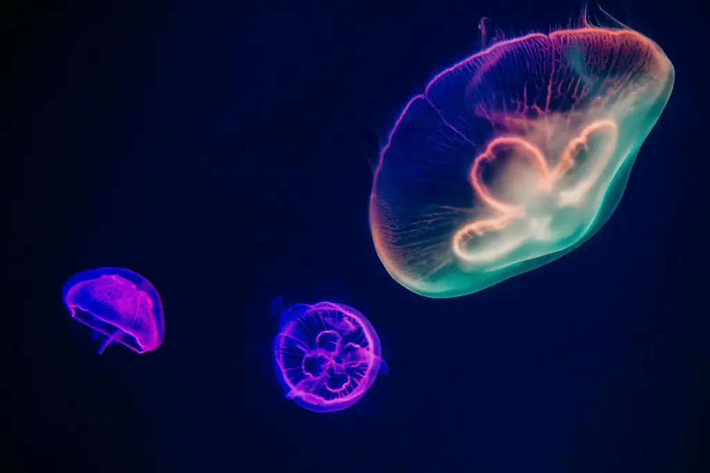 Figure 1: Fluorescent jellyfish in a dark aquatic environment. Figure 1: Fluorescent jellyfish in a dark aquatic environment.