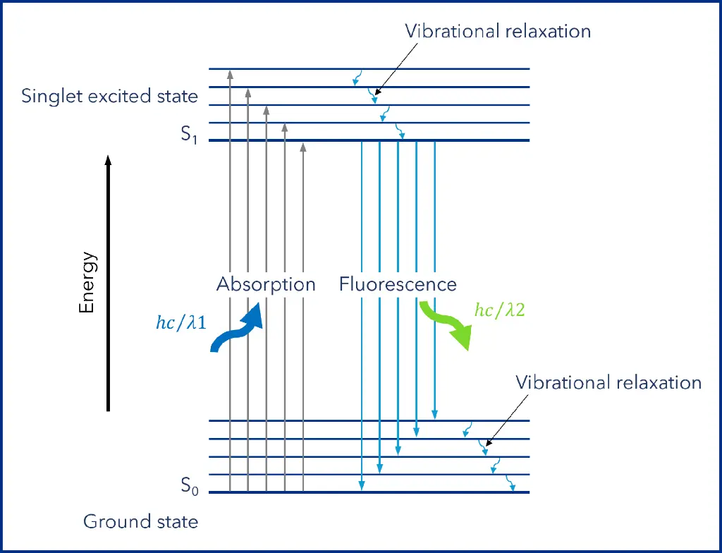 Figure 2: Jablonski diagram. (1) Excitation: The molecule absorbs light at a specific wavelength, promoting its electrons to a higher energy (excited) state. (2) Relaxation: The molecule quickly loses a small amount of energy through vibrational relaxation. (3) Emission: As the electrons return to their ground state, the molecule emits light at a longer wavelength (lower energy). Figure 2: Jablonski diagram. (1) Excitation: The molecule absorbs light at a specific wavelength, promoting its electrons to a higher energy (excited) state. (2) Relaxation: The molecule quickly loses a small amount of energy through vibrational relaxation. (3) Emission: As the electrons return to their ground state, the molecule emits light at a longer wavelength (lower energy).