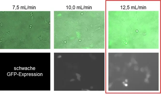 Images on top: Overlay (bright field + GFP); Images on the bottom: GFP fluorescence image Images on top: Overlay (bright field + GFP); Images on the bottom: GFP fluorescence image