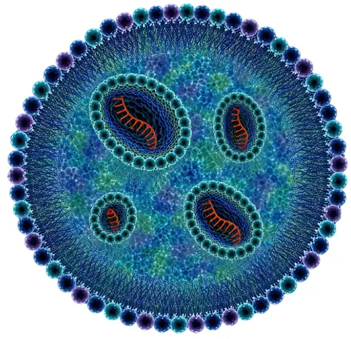 LNP Formation Lipid Nanoparticle formation