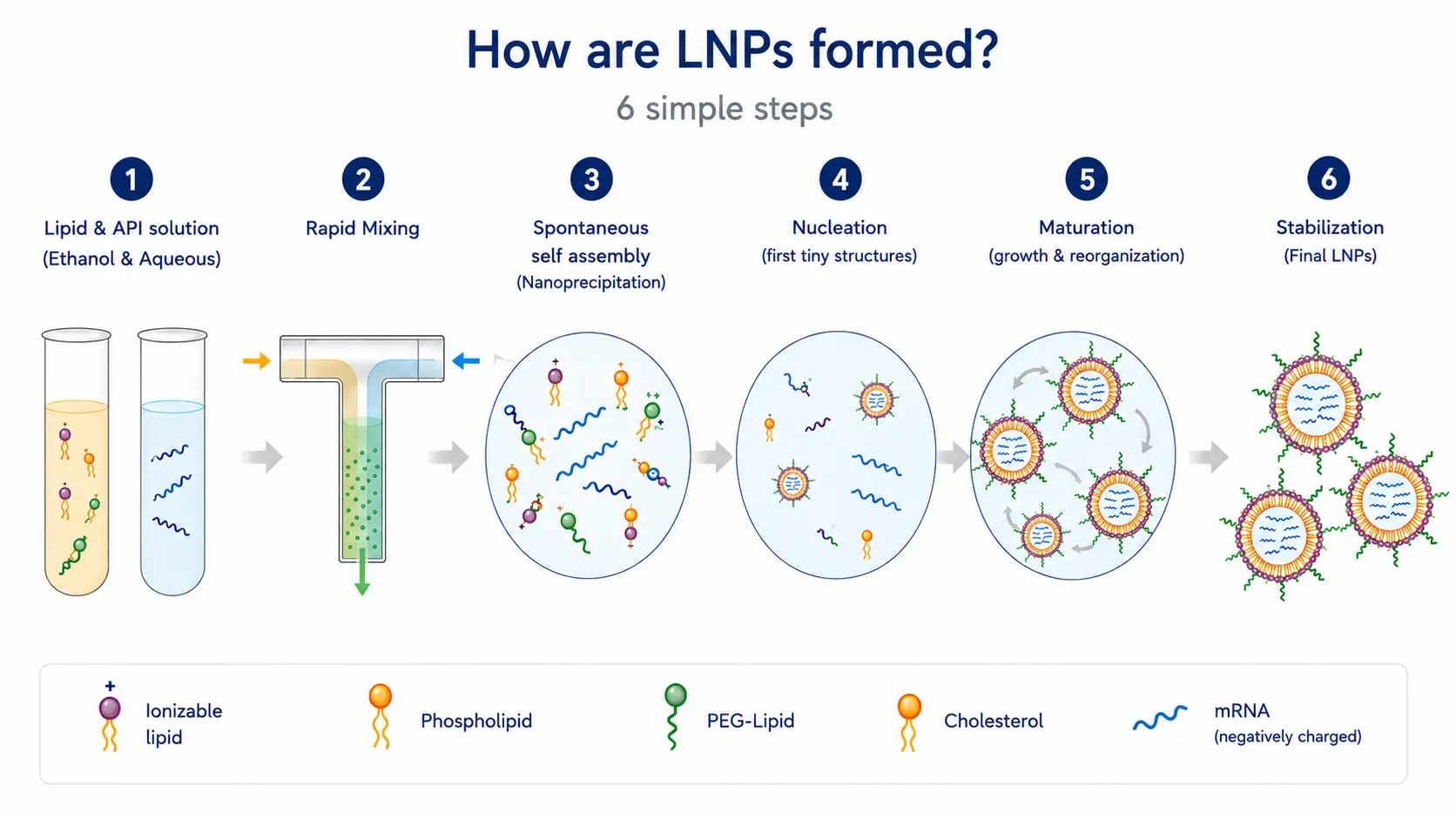 Figure 3:   Six-step process of lipid nanoparticle formation following rapid mixing of lipid and aqueous API solutions