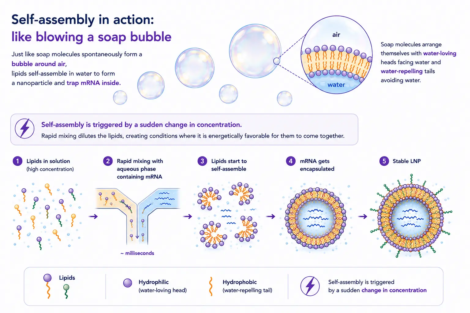 Figure 4: Schematic illustration of lipid nanoparticle self-assembly following the rapid mixing of a lipid solution with an aqueous mRNA-containing phase.