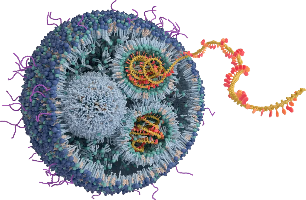 Figure 1:  Illustration of the structure of a lipid nanoparticle. The therapeutic cargo (e.g., mRNA) is encapsulated within the particle and surrounded by a complex lipid matrix.